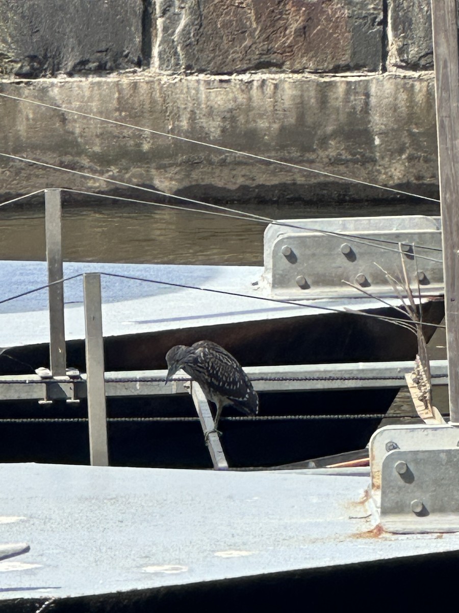 Black-crowned Night Heron - ML641154663