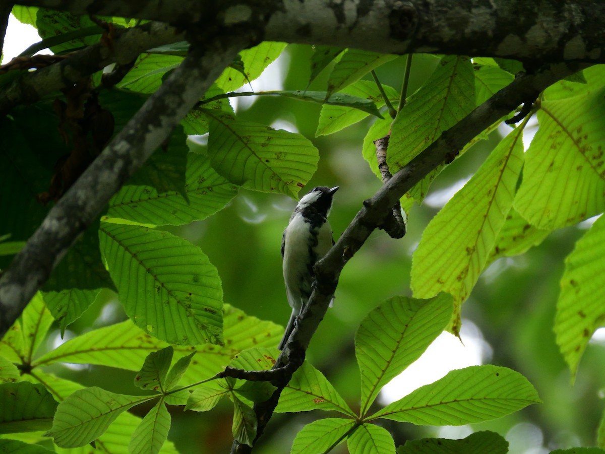 Asian Tit - ML641154664