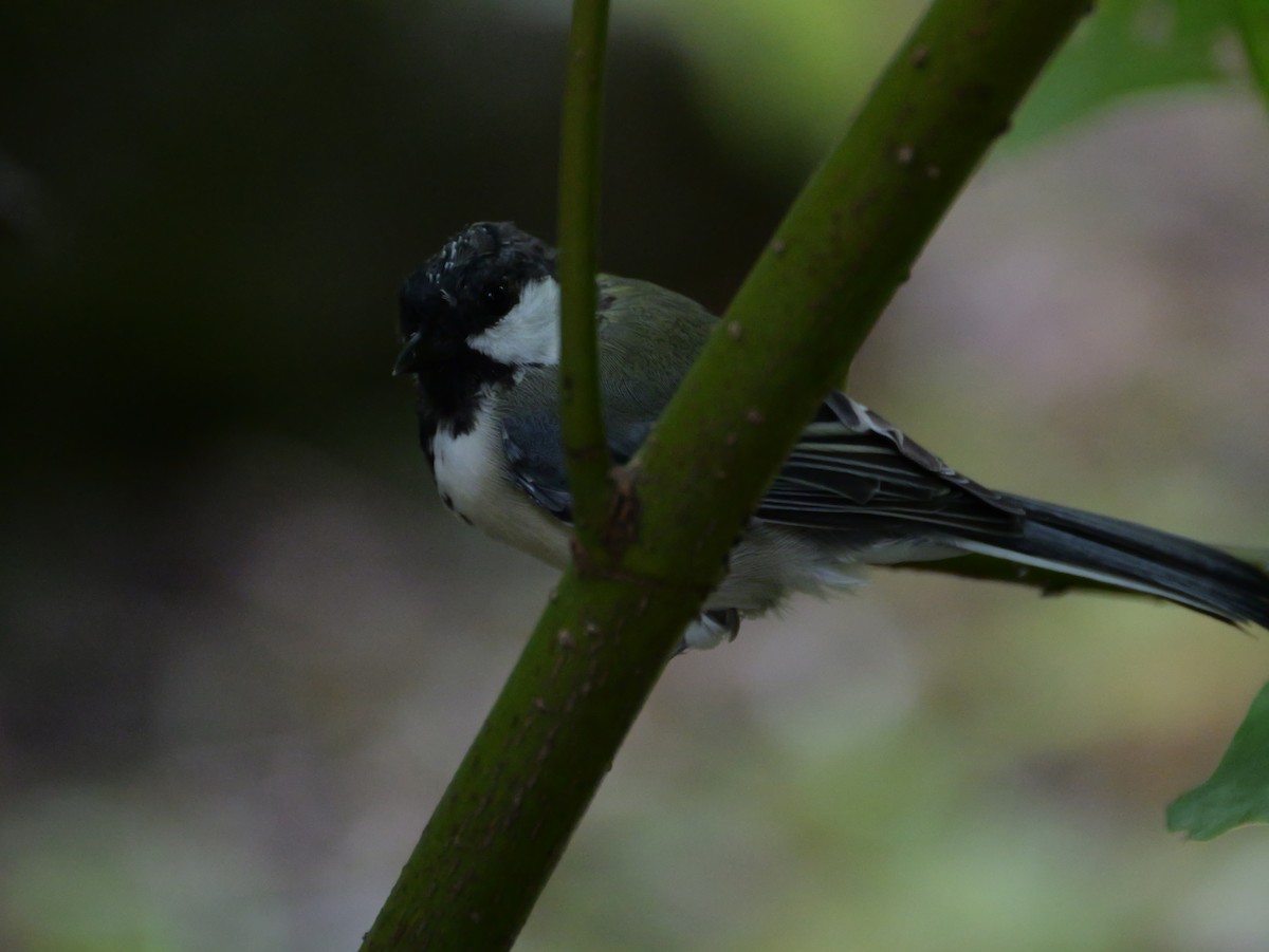 Asian Tit - ML641154665
