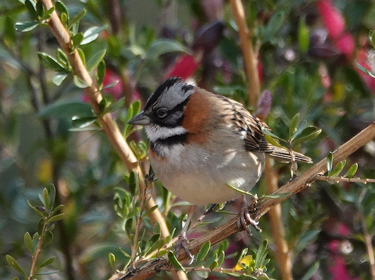 Rufous-collared Sparrow - ML641154675