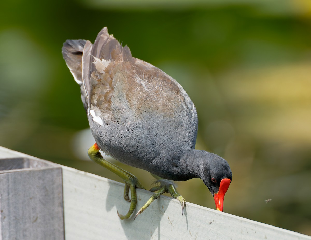 Common Gallinule - ML641154682