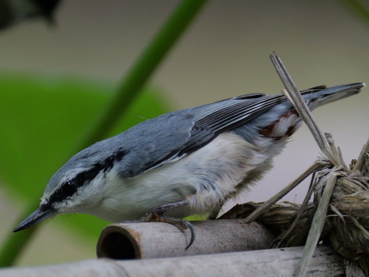 Eurasian Nuthatch - ML641154707