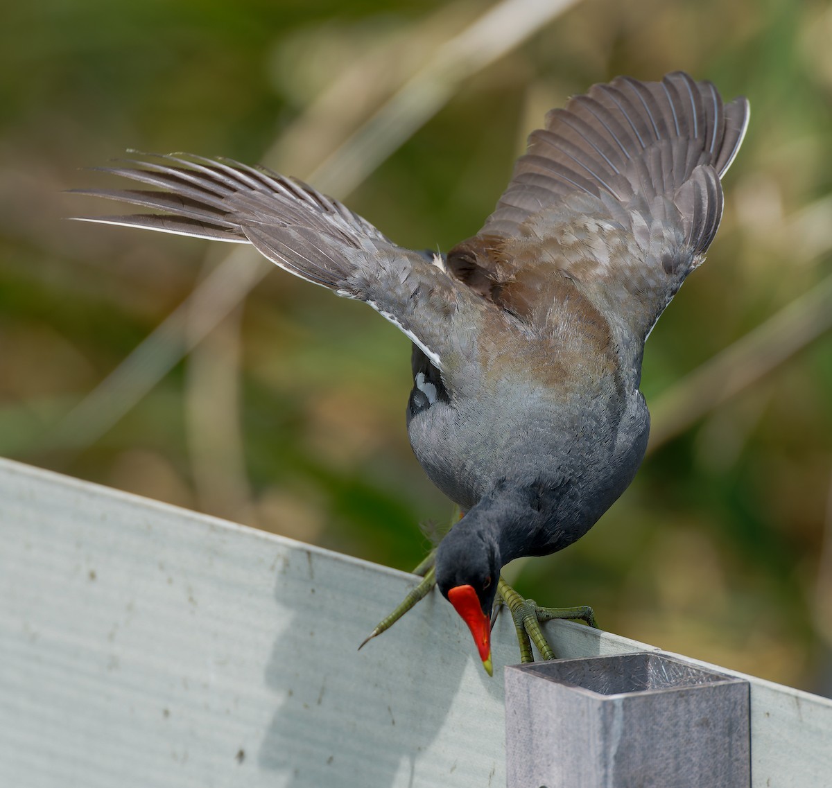 Common Gallinule - ML641154710