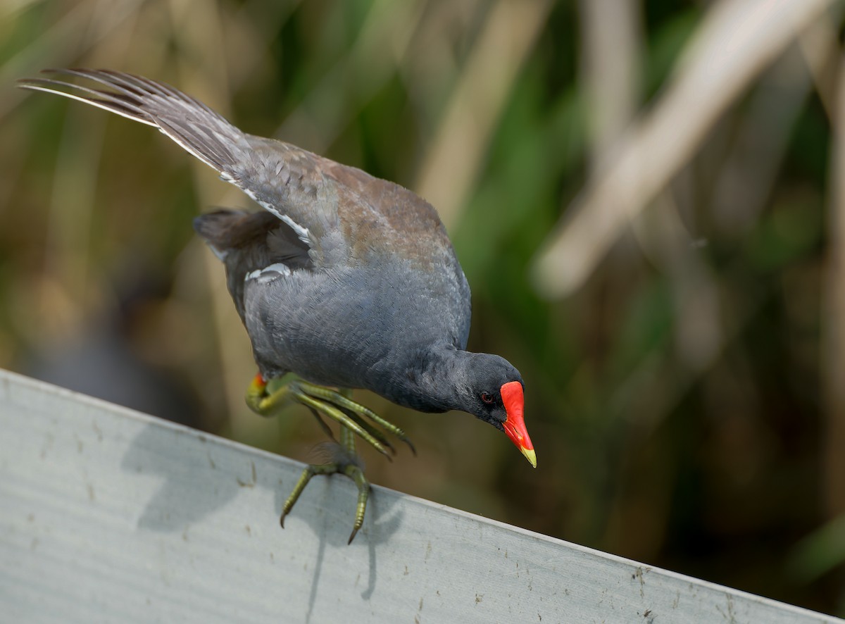 Common Gallinule - ML641154730