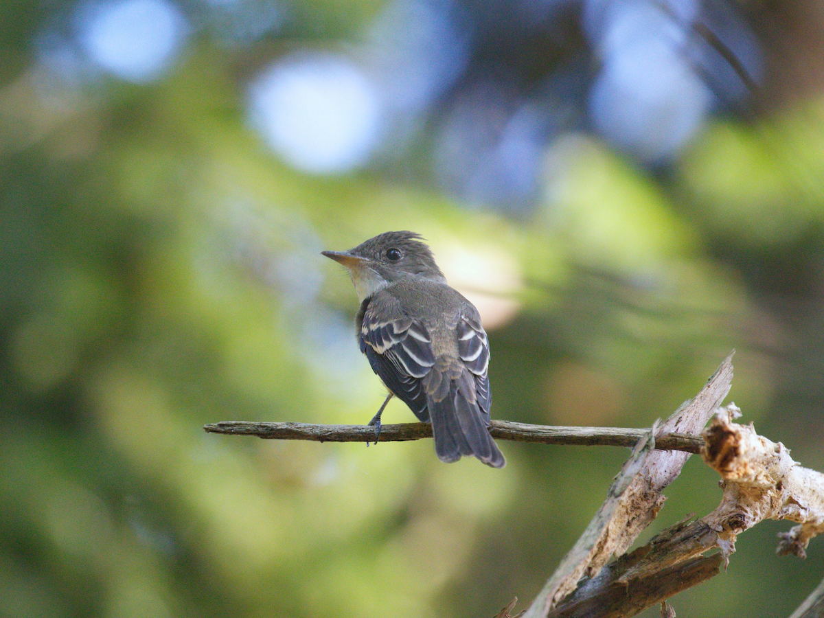 Eastern Wood-Pewee - ML641154733