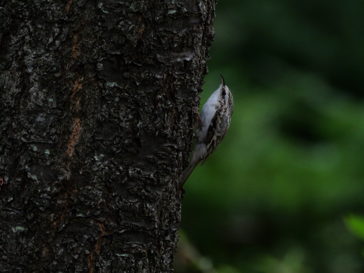 Eurasian Treecreeper - ML641154743