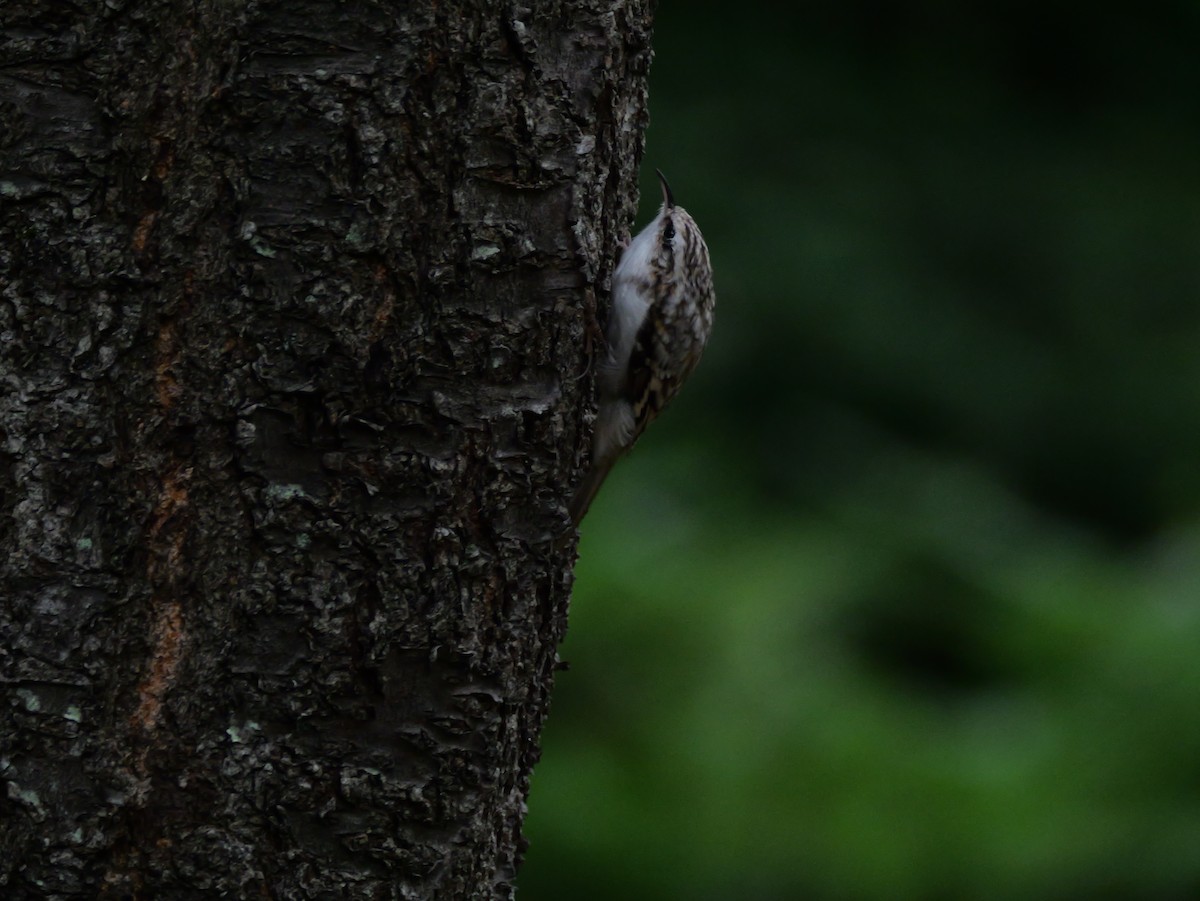 Eurasian Treecreeper - ML641154744