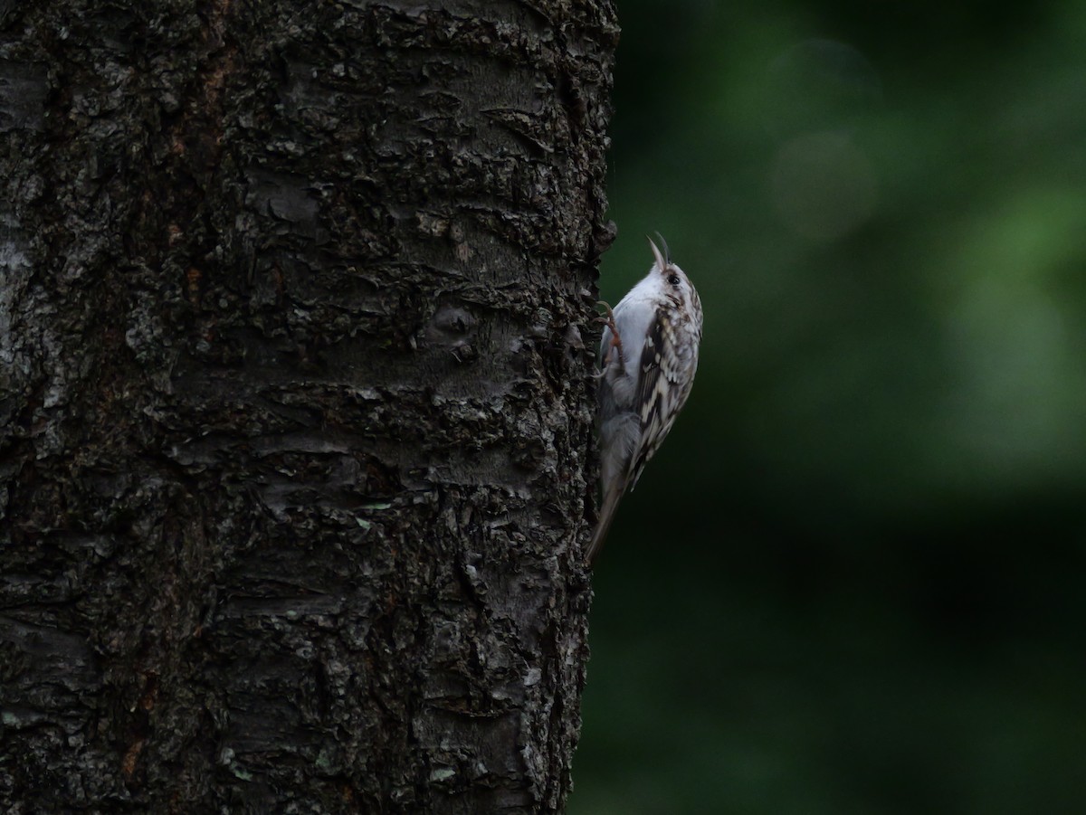 Eurasian Treecreeper - ML641154745