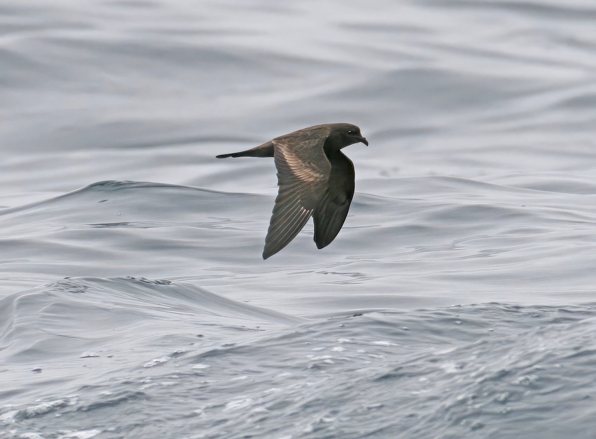 Black Storm-Petrel - ML641154751