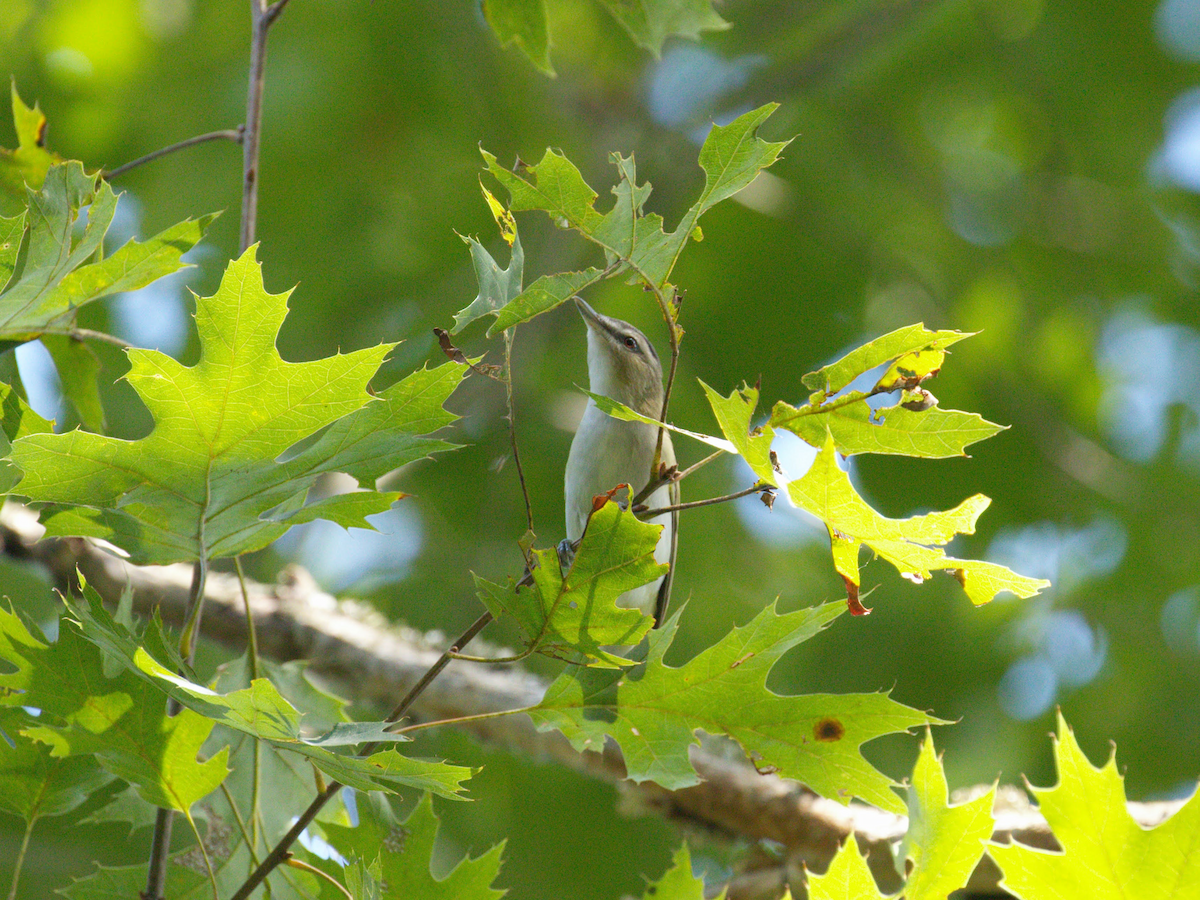 Red-eyed Vireo - ML641154757