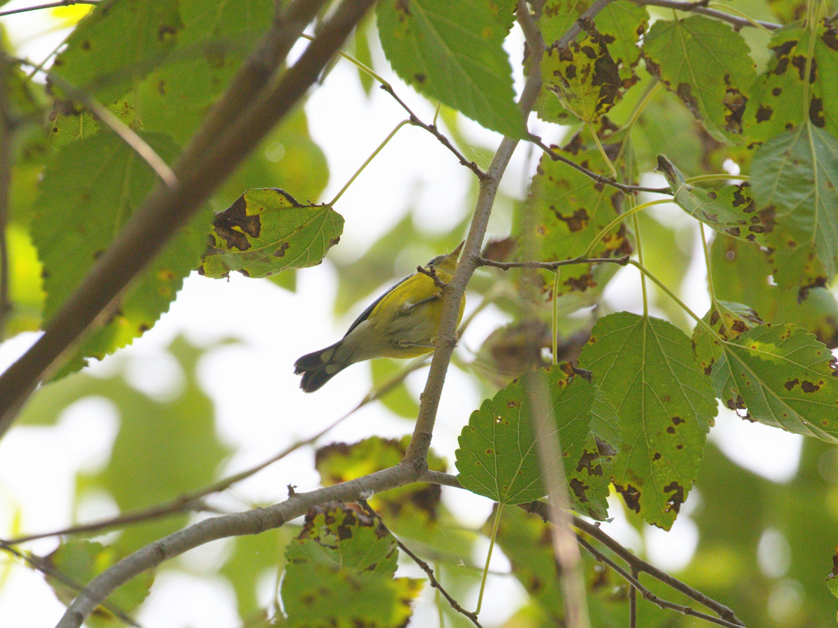 Magnolia Warbler - ML641154777