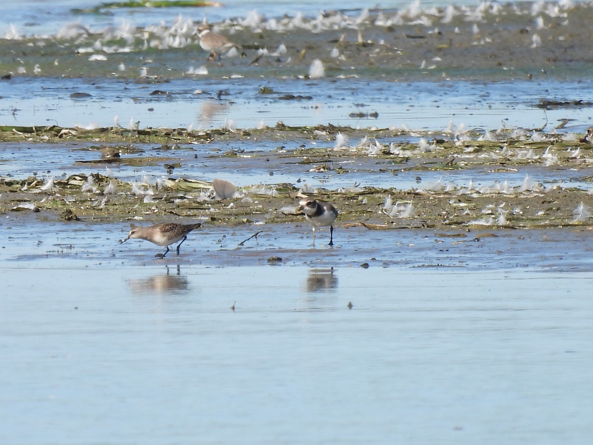 Semipalmated Plover - ML641154786