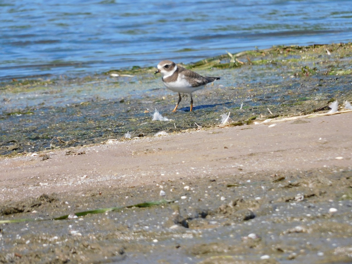 Semipalmated Plover - ML641154787