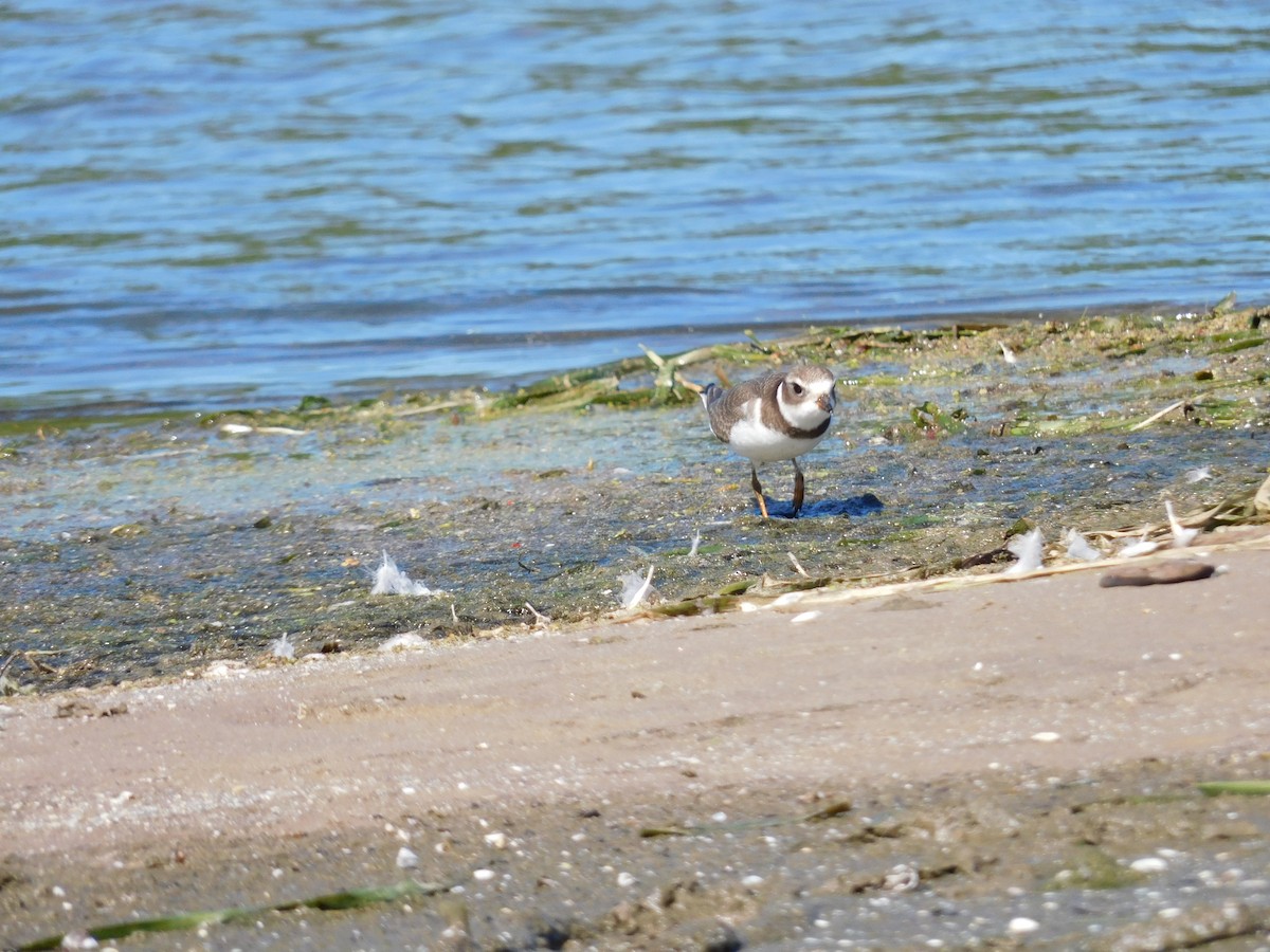 Semipalmated Plover - ML641154788