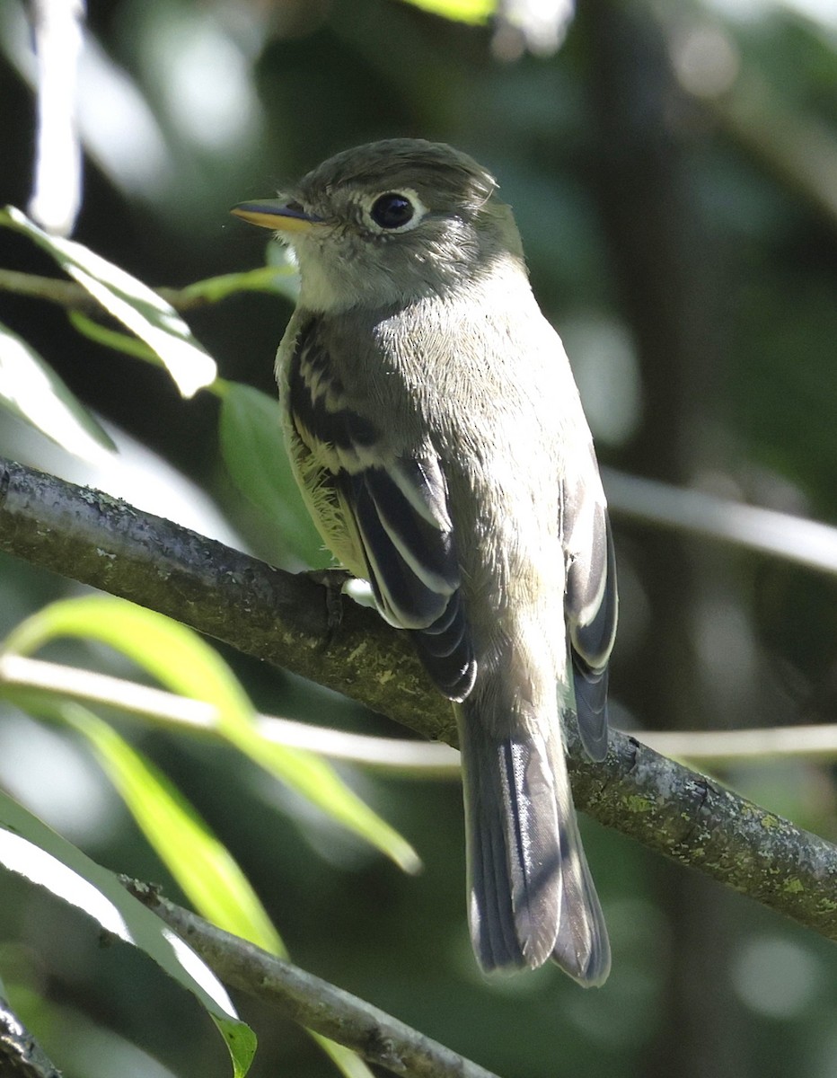 Least Flycatcher - ML641154801
