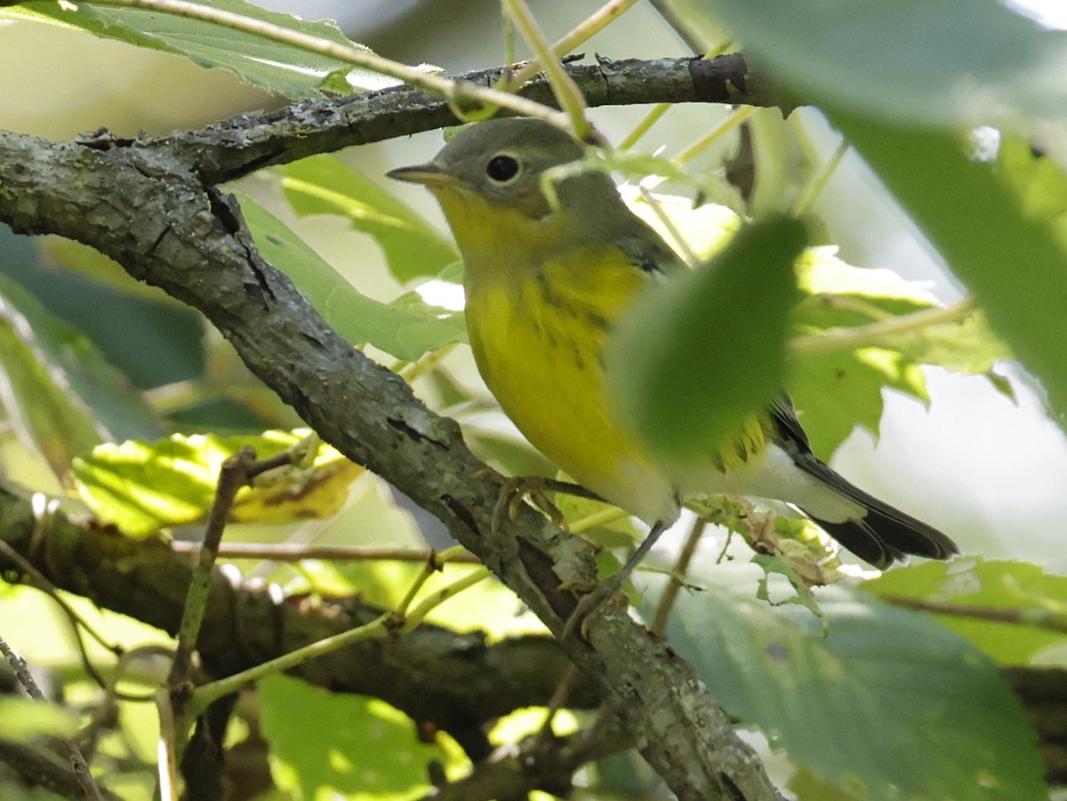 Magnolia Warbler - ML641154825
