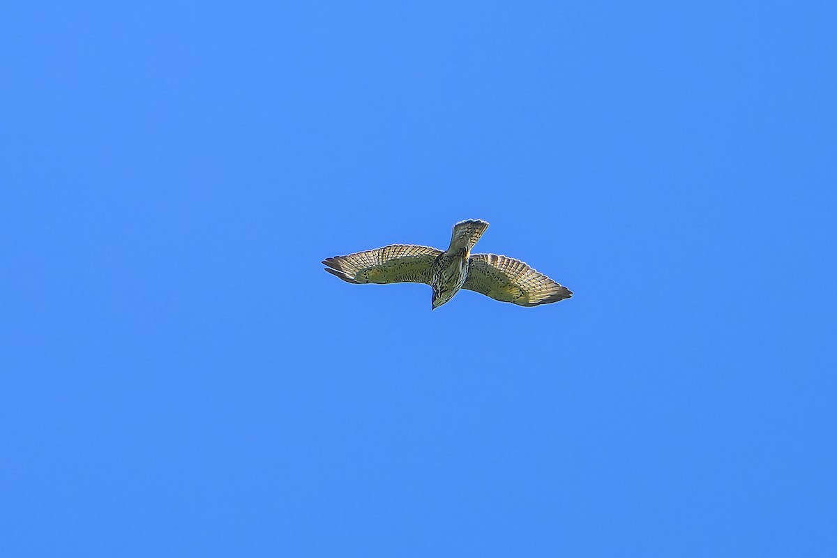 Breitflügelbussard - ML641154835