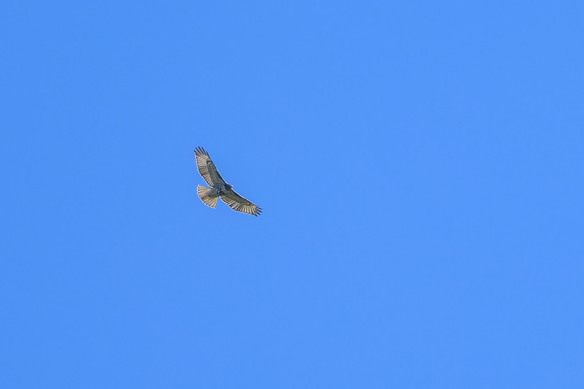 Rotschwanzbussard - ML641154843