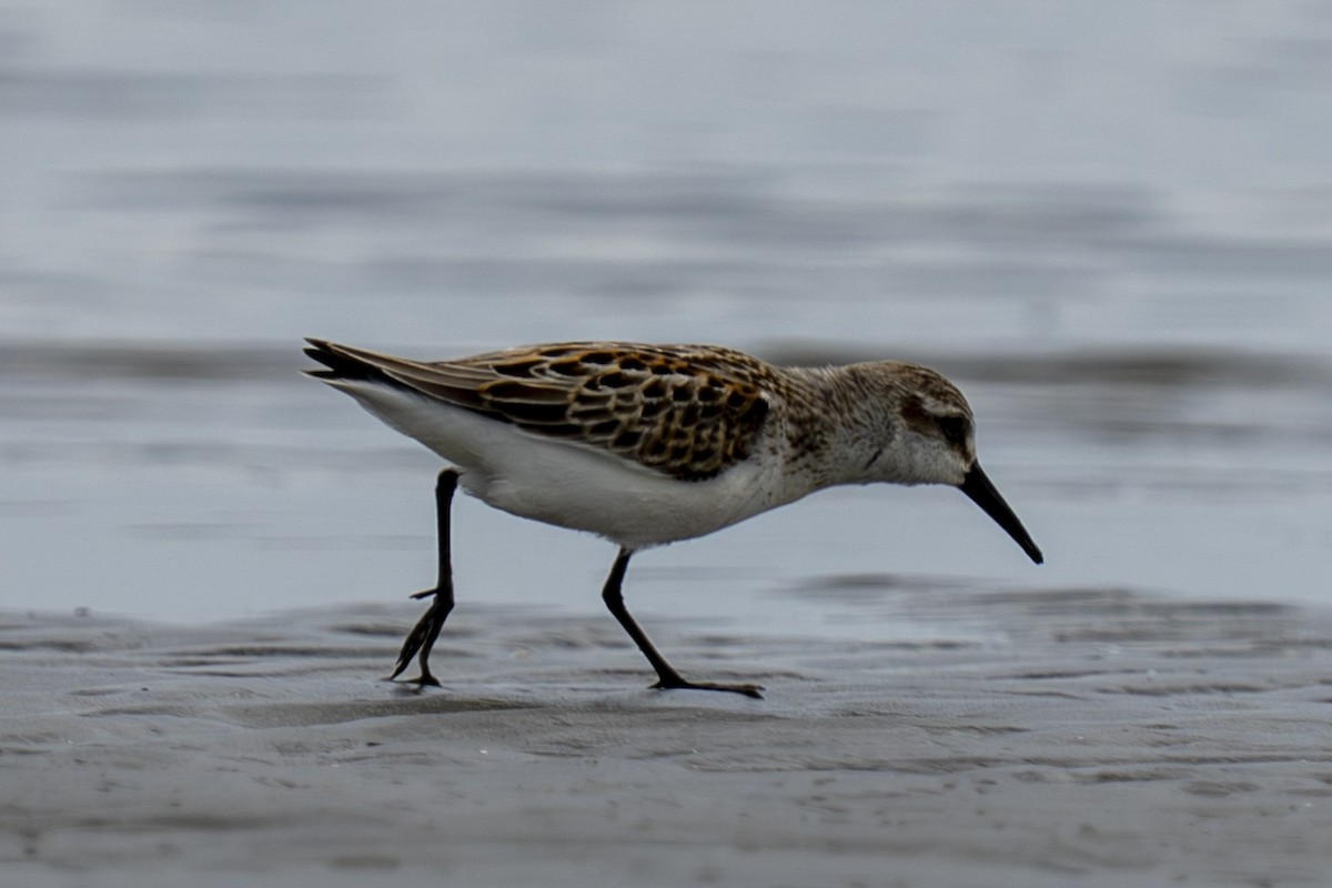 Bergstrandläufer - ML641154853