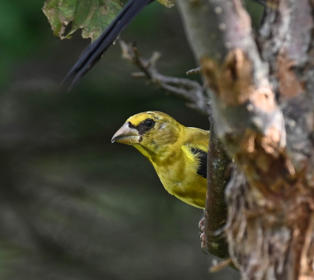Evening Grosbeak - ML641154855