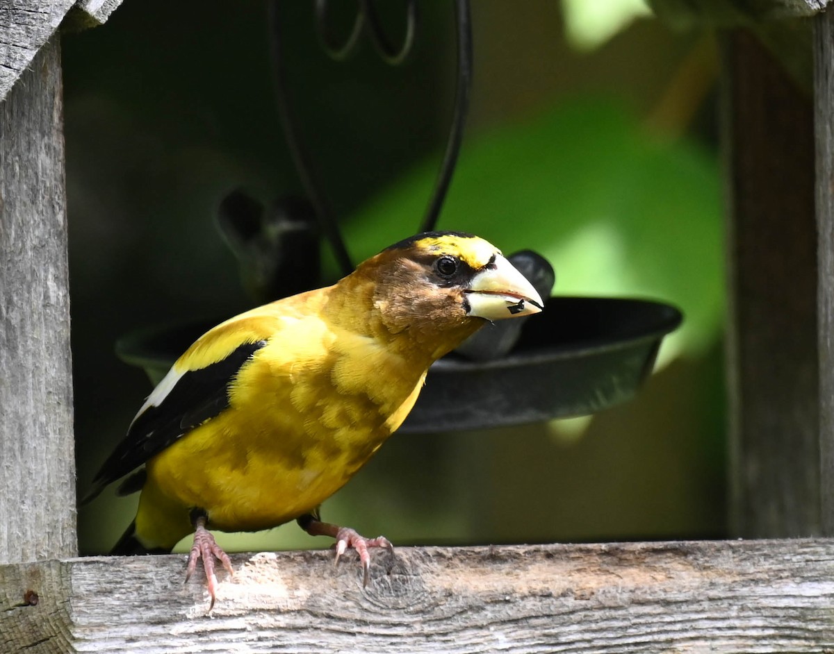 Evening Grosbeak - ML641154856