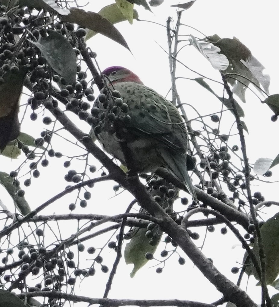 Superb Fruit-Dove - ML641154873