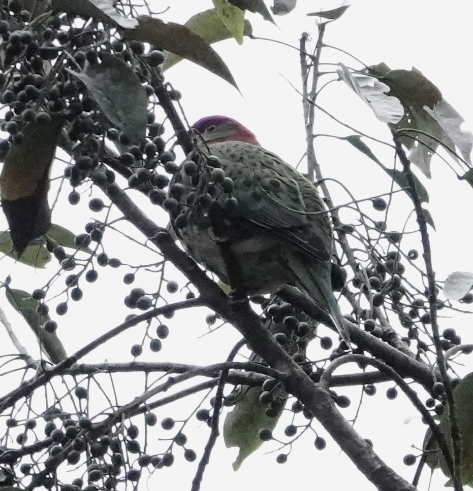 Superb Fruit-Dove - ML641154874