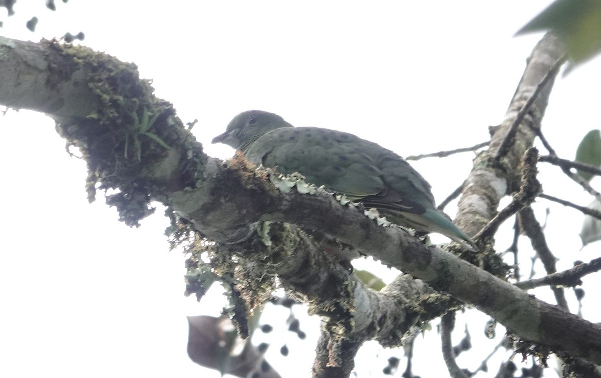Superb Fruit-Dove - ML641154875