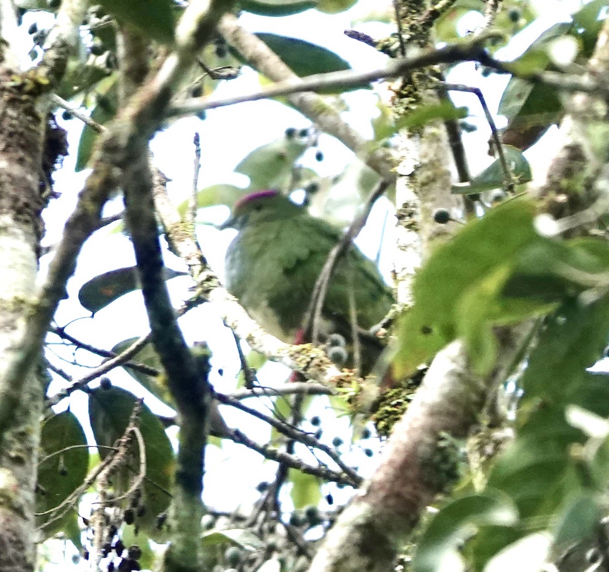 Superb Fruit-Dove - ML641154877