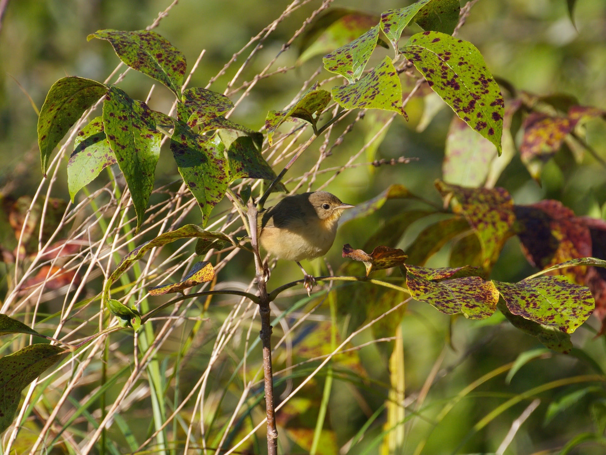 Common Yellowthroat - ML641154881