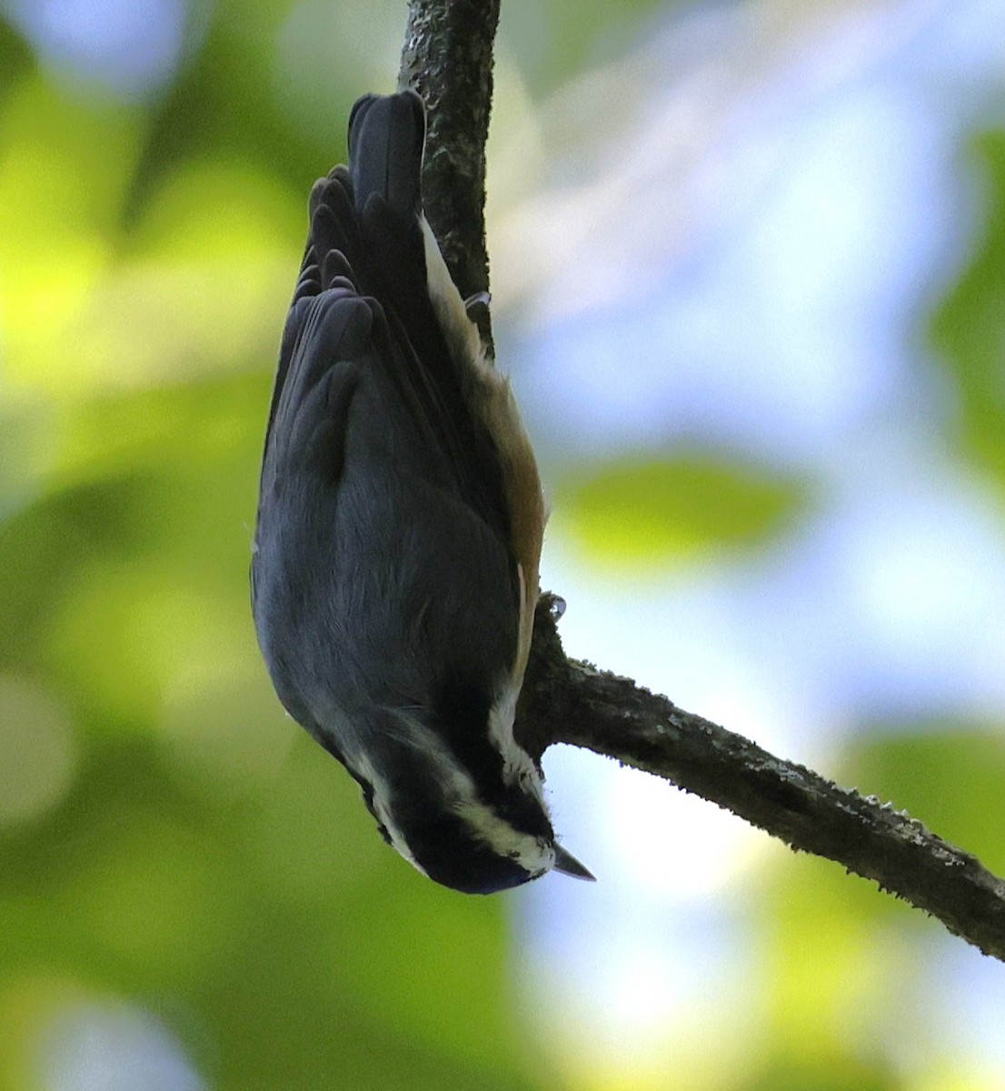 Rose-breasted Grosbeak - ML641154913