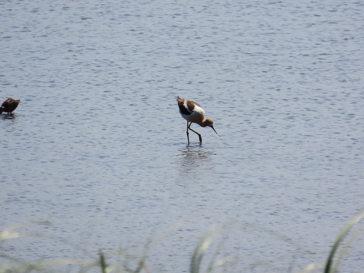 American Avocet - ML641154917
