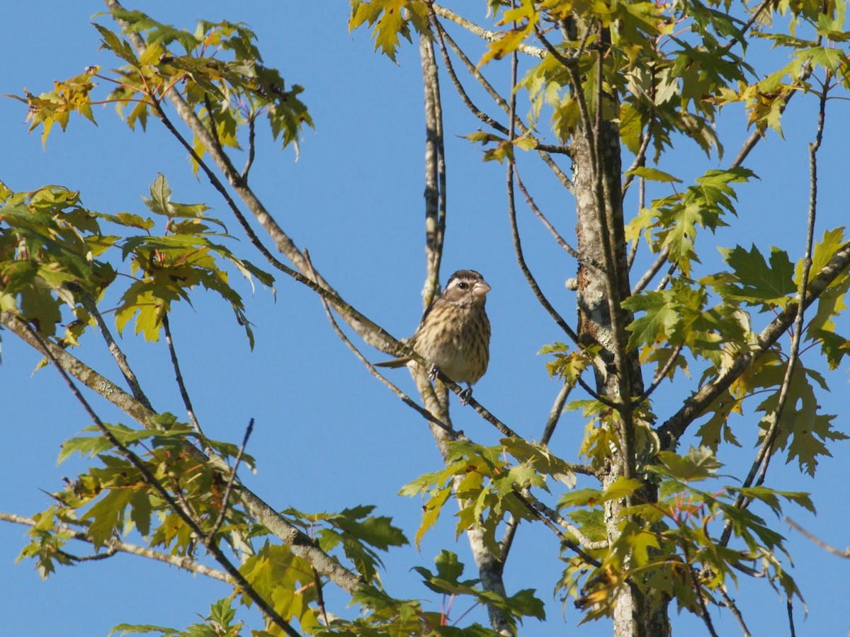 Rose-breasted Grosbeak - ML641154940