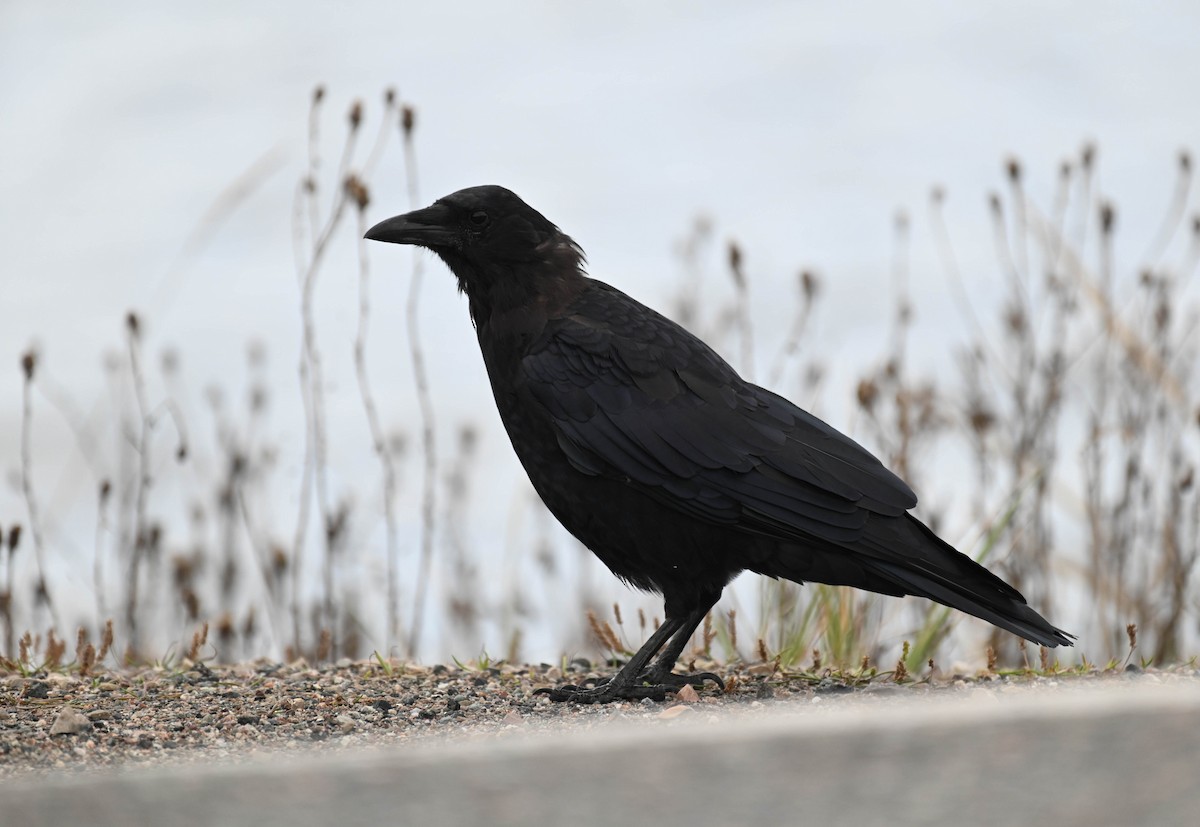 American Crow - ML641154951