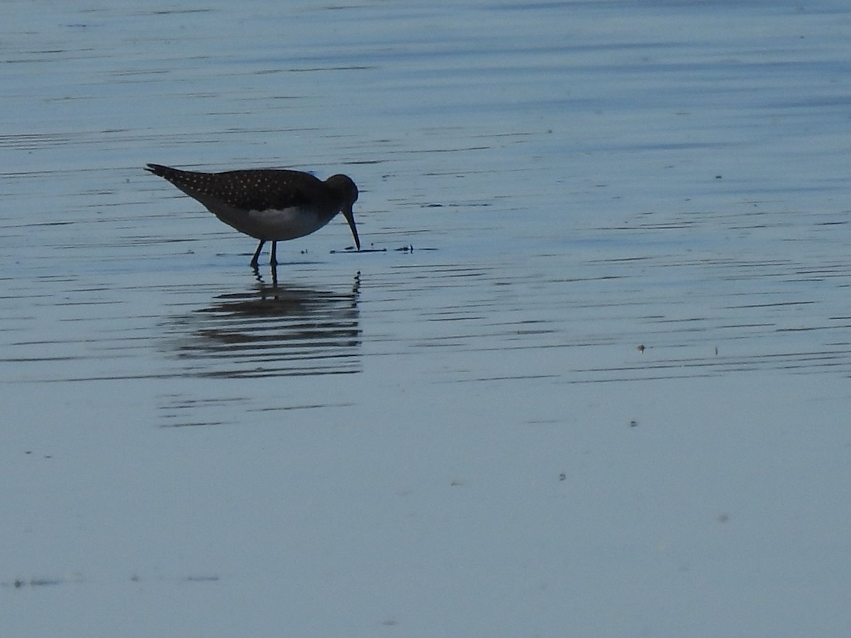 Solitary Sandpiper - ML641154952
