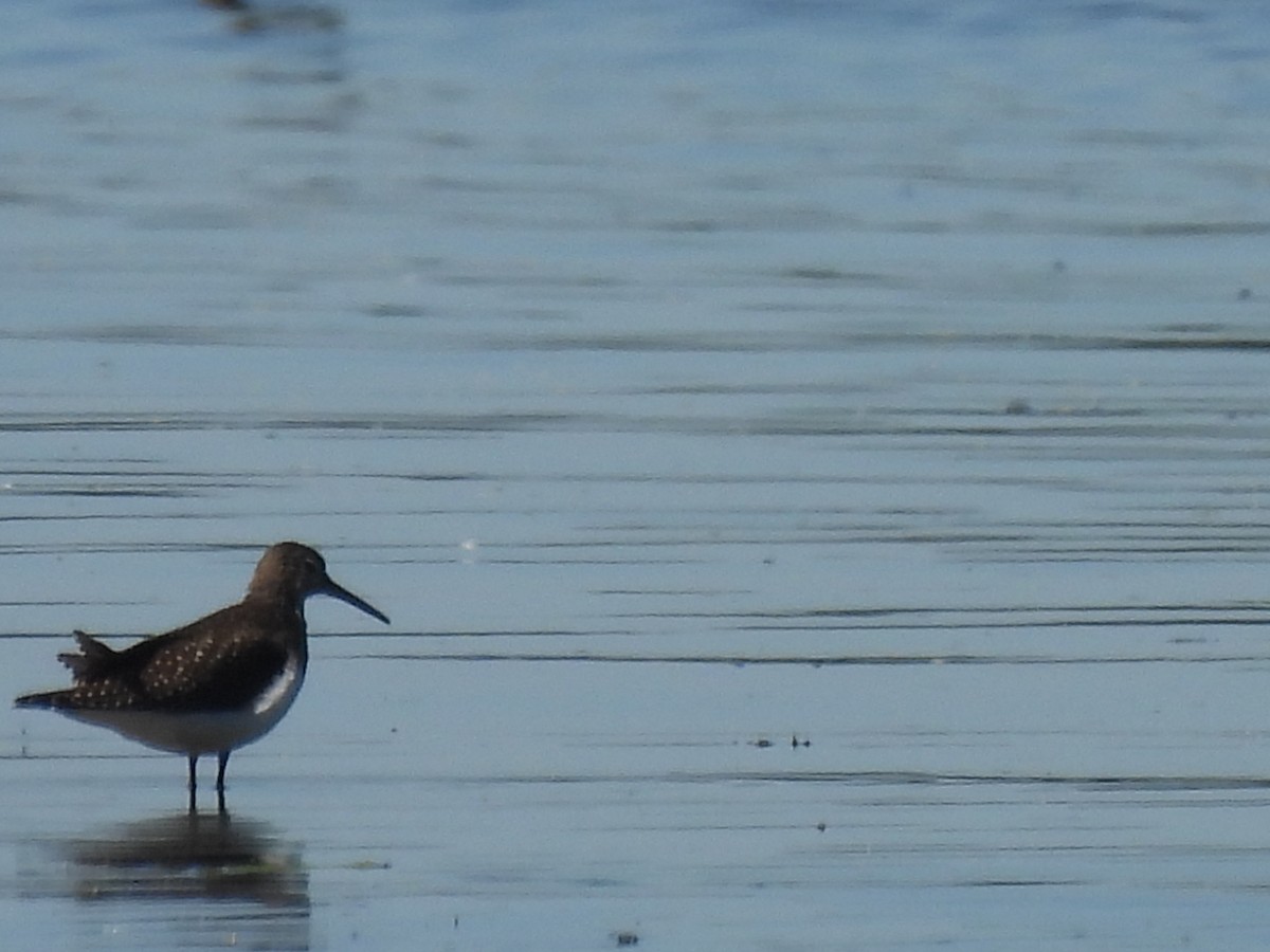 Solitary Sandpiper - ML641154953