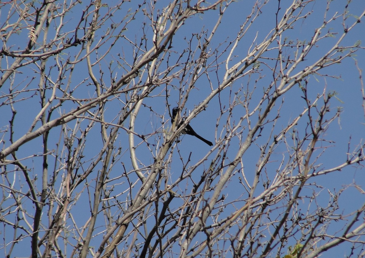 Phainopepla - ML641154970