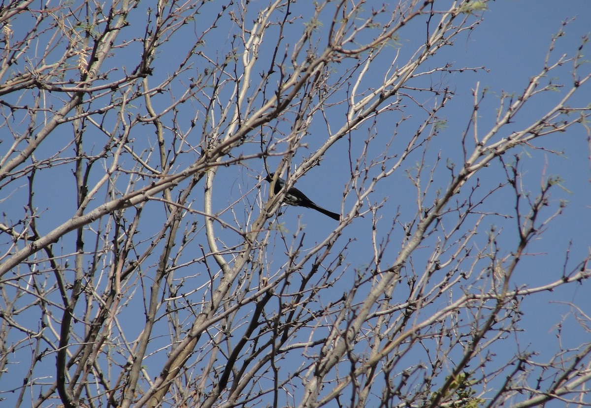 Phainopepla - ML641154971