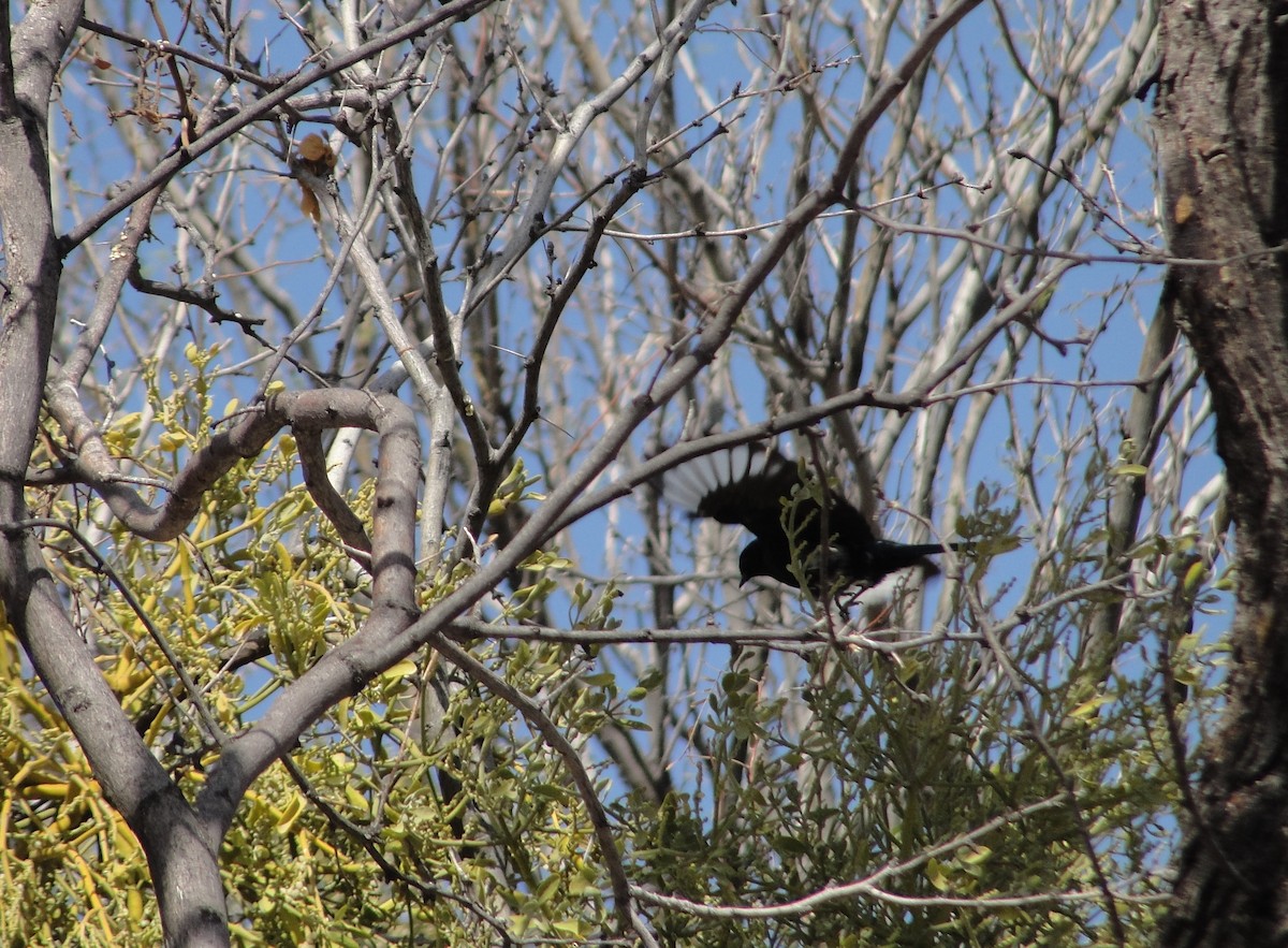 Phainopepla - ML641154972