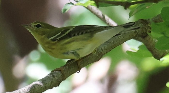 Blackpoll Warbler - ML641154979