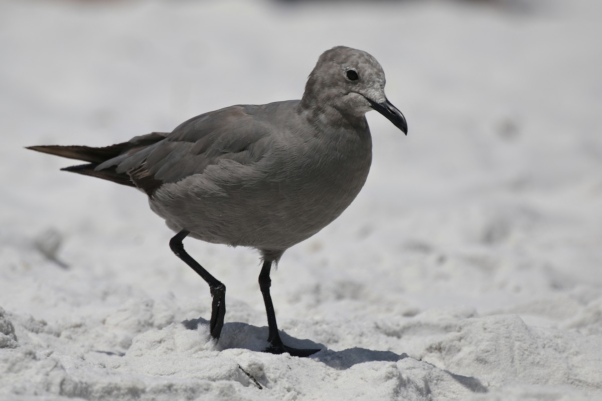 Goéland gris - ML641155003