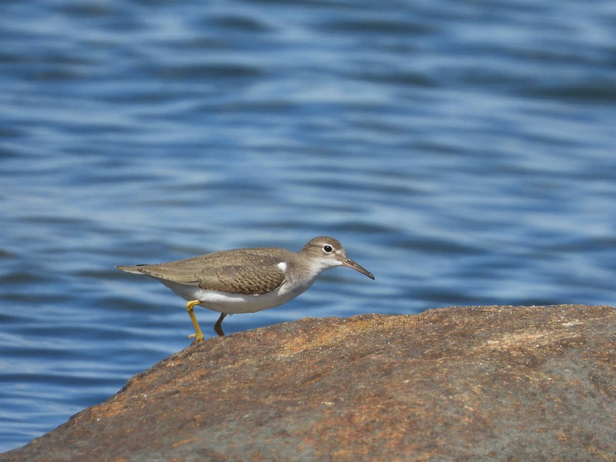 Spotted Sandpiper - ML641155008