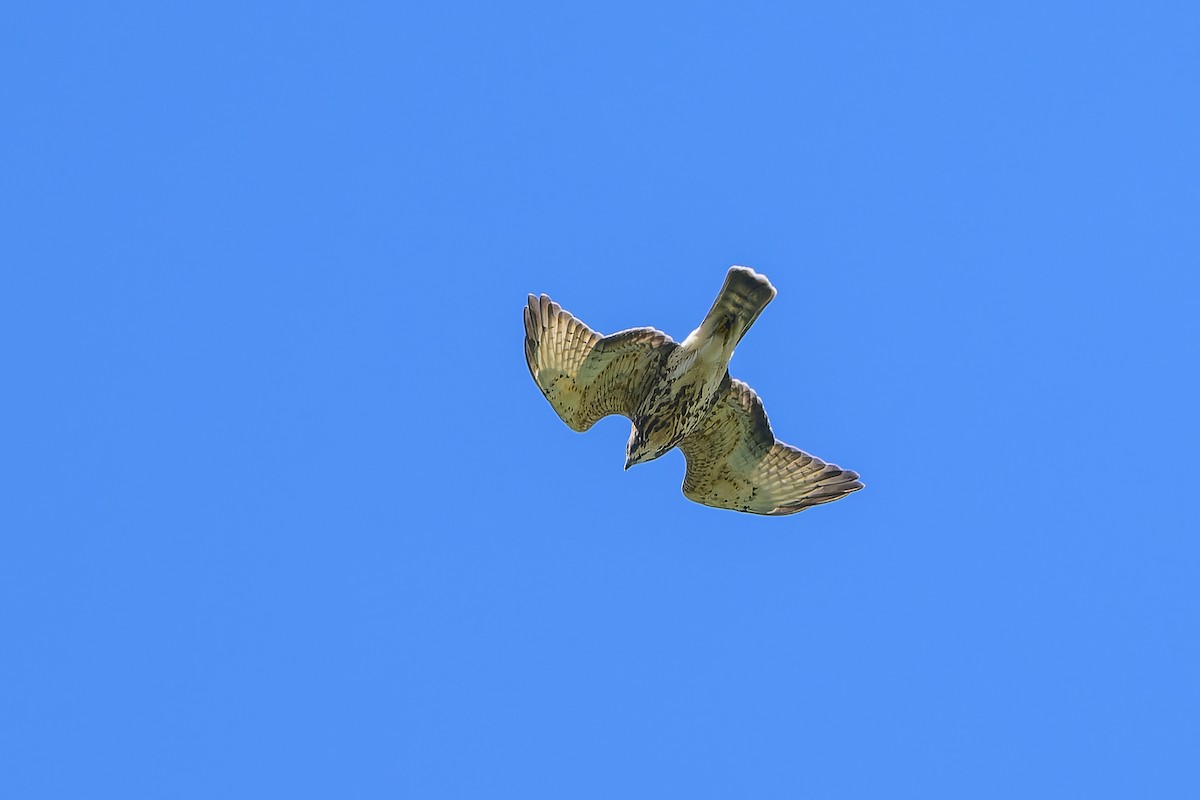 Breitflügelbussard - ML641155035