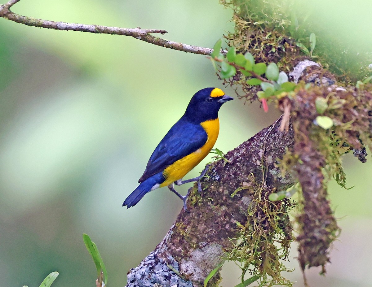 White-vented Euphonia - ML641155036