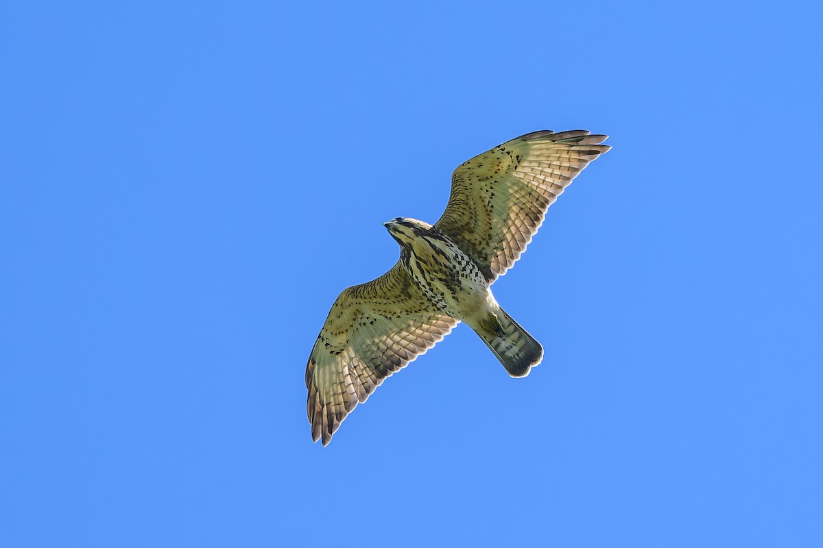 Breitflügelbussard - ML641155037