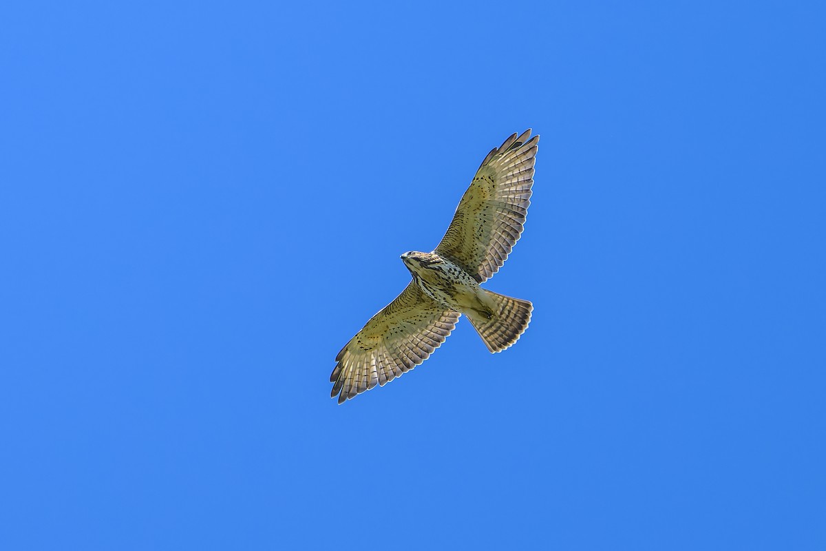 Breitflügelbussard - ML641155038