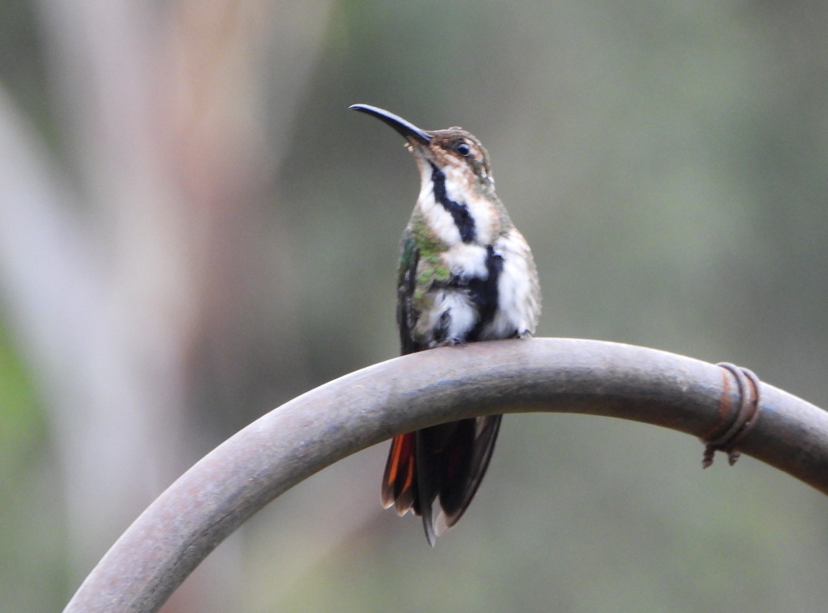 Black-throated Mango - ML641155041