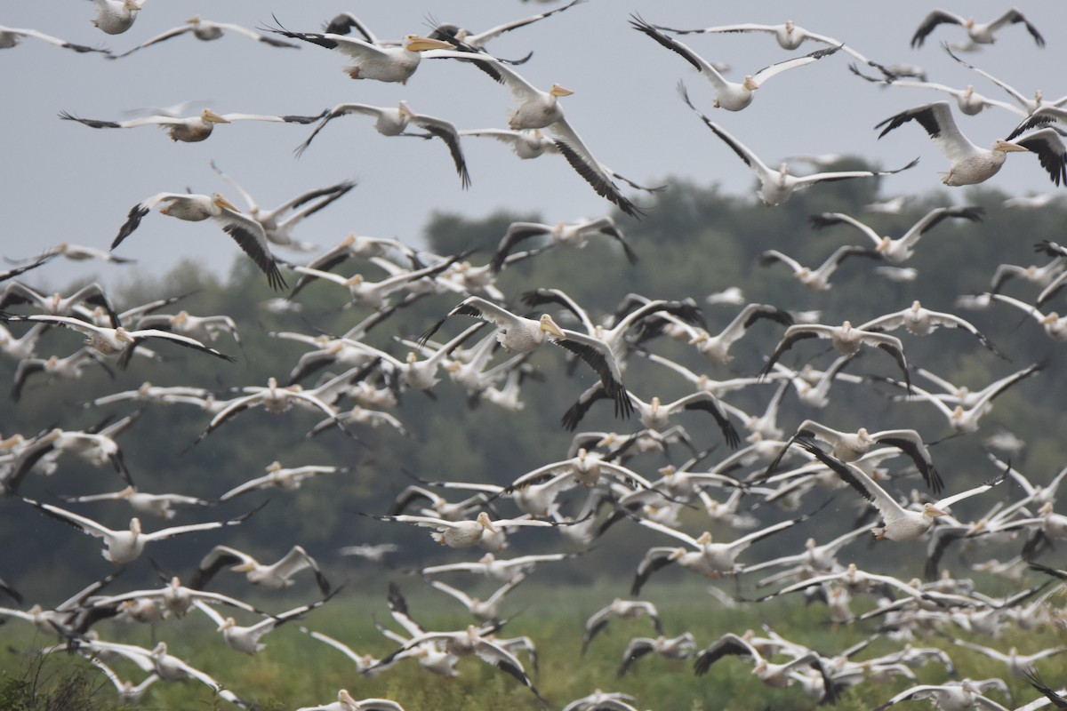 American White Pelican - ML641155043