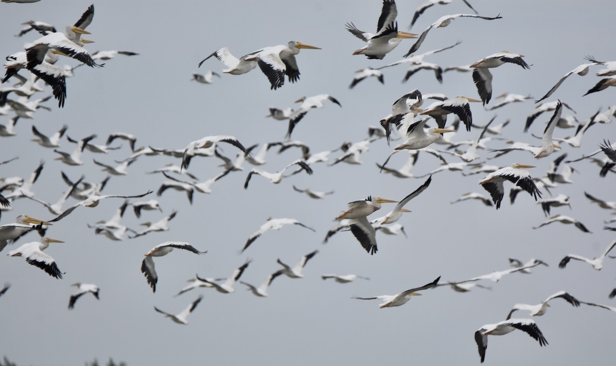 American White Pelican - ML641155044