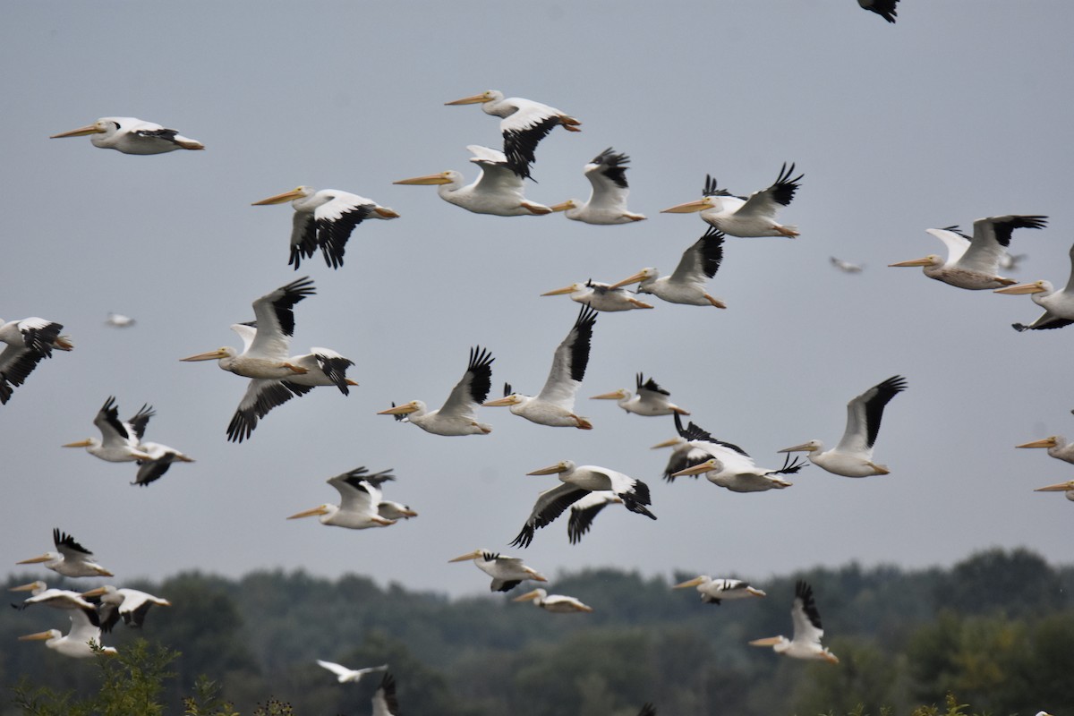 American White Pelican - ML641155045
